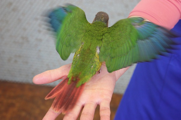 ワキコガネウロコインコ