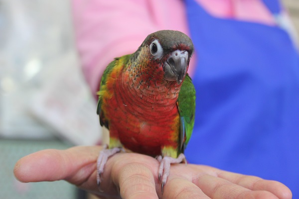 ワキコガネウロコインコ