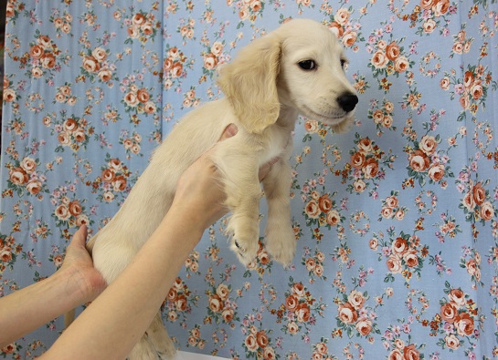 ミニチュアダックス