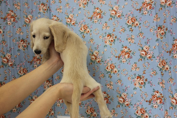 ミニチュアダックス