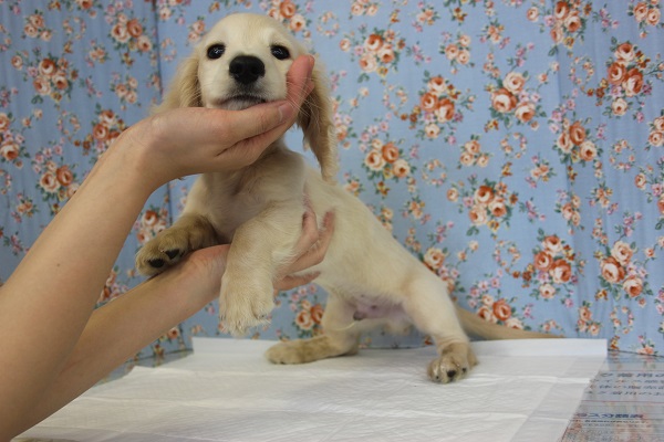 ミニチュアダックス