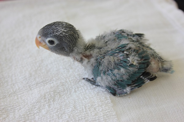 ブルーボタンインコ