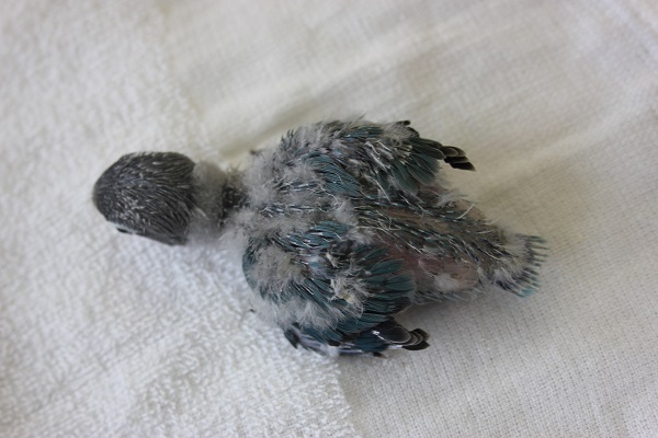 ブルーボタンインコ