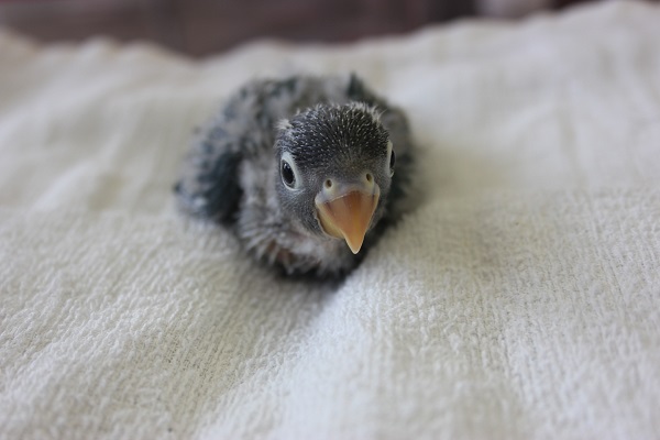 ブルーボタンインコ