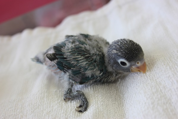 ブルーボタンインコ