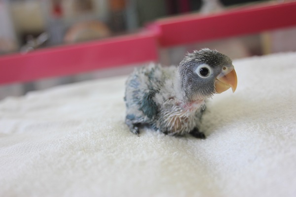 ボタンインコ(ブルー)ヒナちゃん入舎です🌟 ブルーボタンインコ