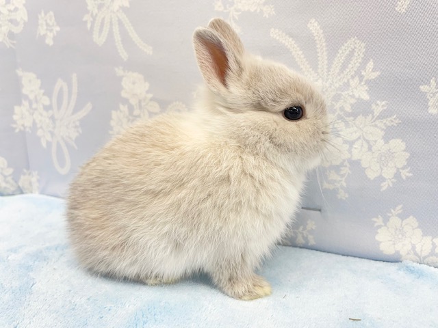 ネザーランドドワーフ