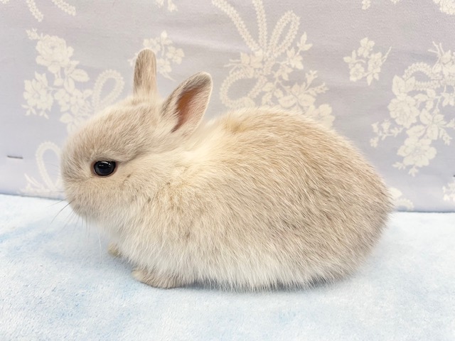 ネザーランドドワーフ