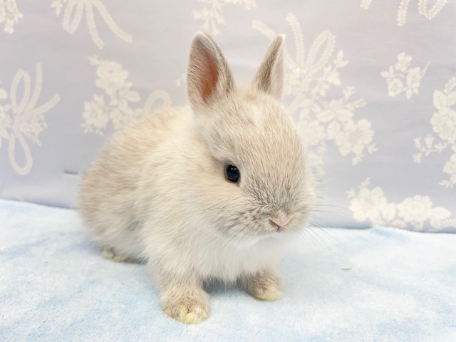 ネザーランドドワーフ