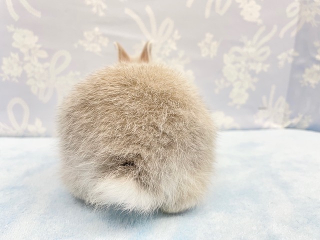 ネザーランドドワーフ