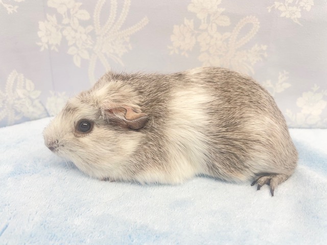 クレステッドモルモット