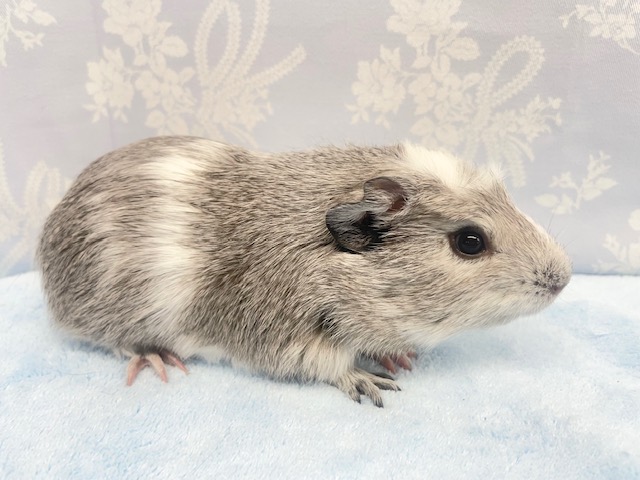 クレステッドモルモット
