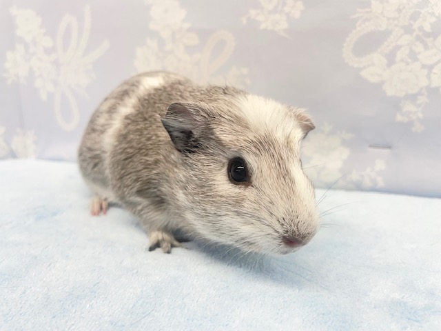 クレステッドモルモット