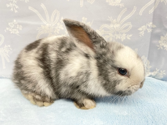 ロップイヤーラビット