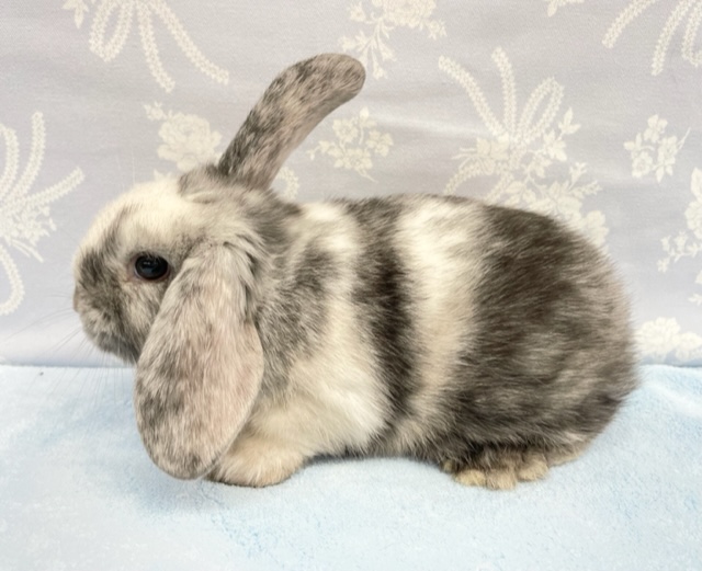 ロップイヤーラビット