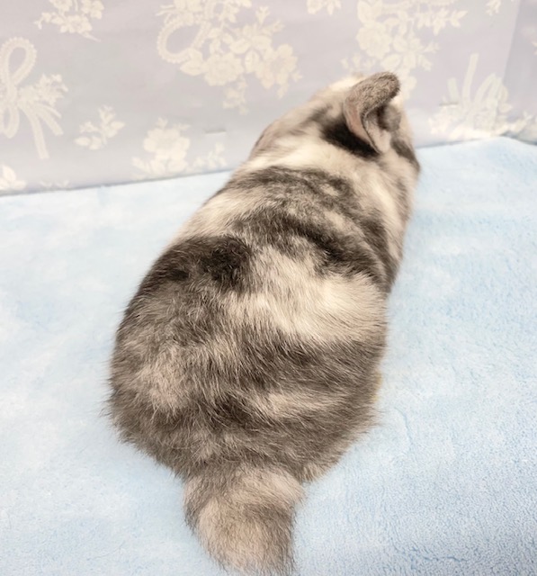 ロップイヤーラビット