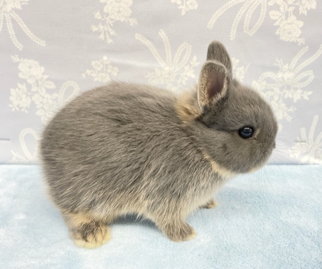 ネザーランドドワーフ