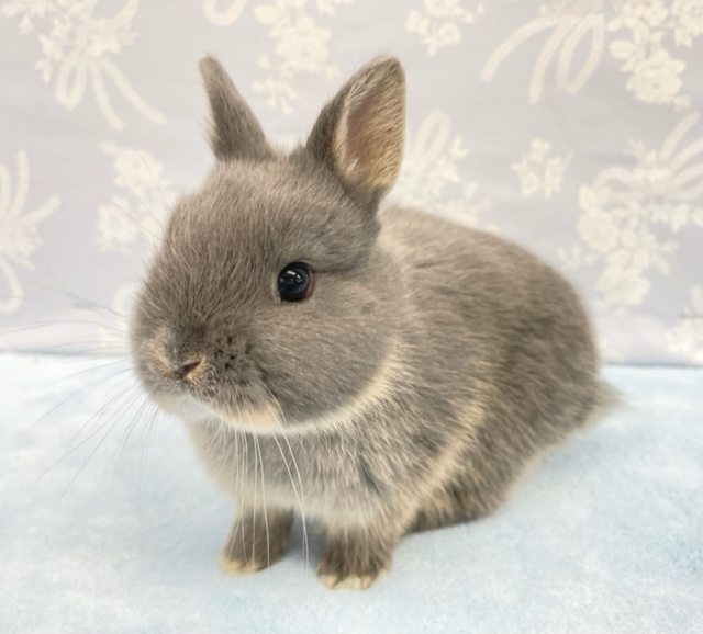 ネザーランドドワーフ