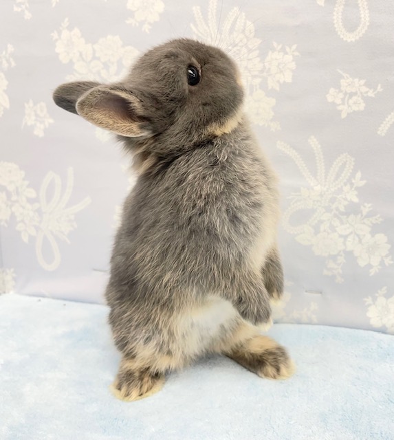 ネザーランドドワーフ