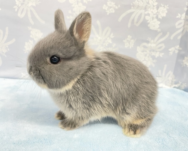 ネザーランドドワーフ