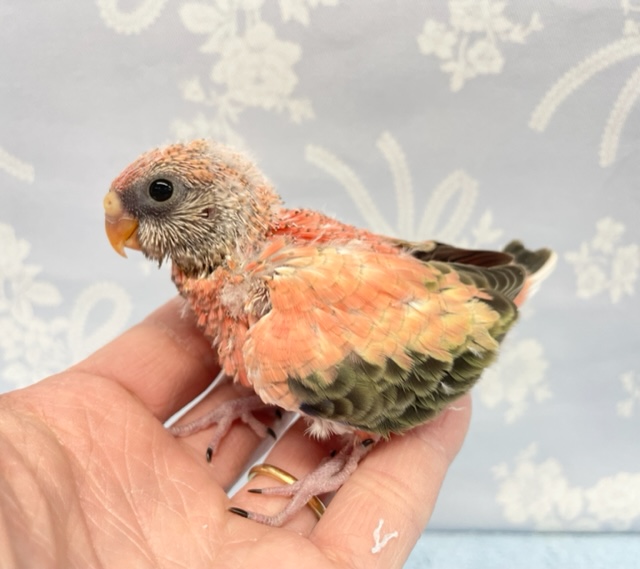アキクサインコ（秋草インコ）