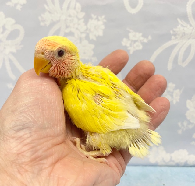 黄色💛コザクラインコ(ルチノー) 2022年3月生まれ コザクラインコ(小桜インコ)