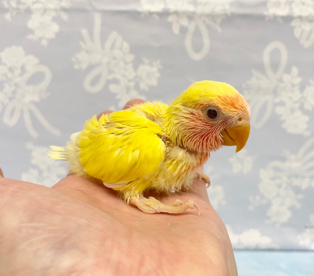 黄色💛コザクラインコ(ルチノー) 2022年3月生まれ コザクラインコ(小桜インコ)