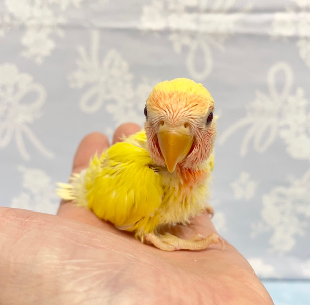 黄色💛コザクラインコ(ルチノー) 2022年3月生まれ コザクラインコ(小桜インコ)