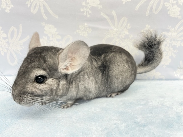 チンチラ