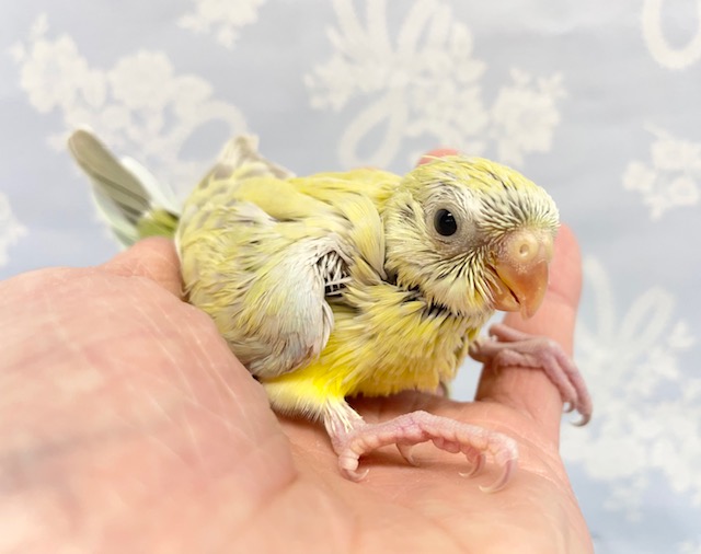 ビセイインコ（美声インコ）