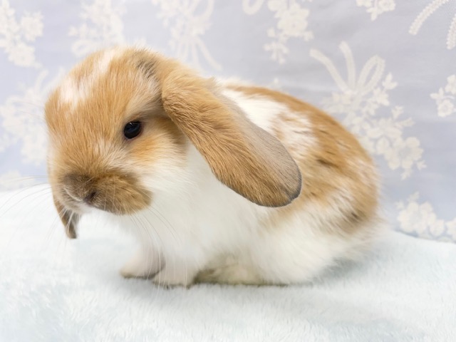 ロップイヤーラビット