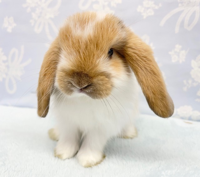 ロップイヤーラビット