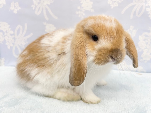 ロップイヤーラビット