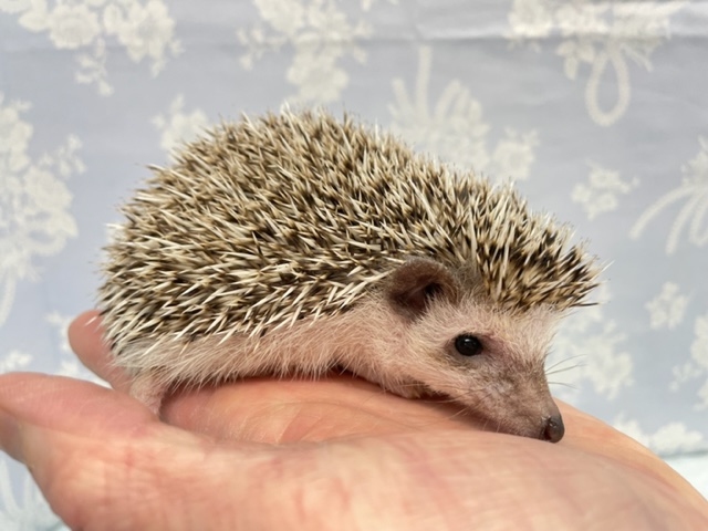 ハリネズミ（ヨツユビハリネズミ）