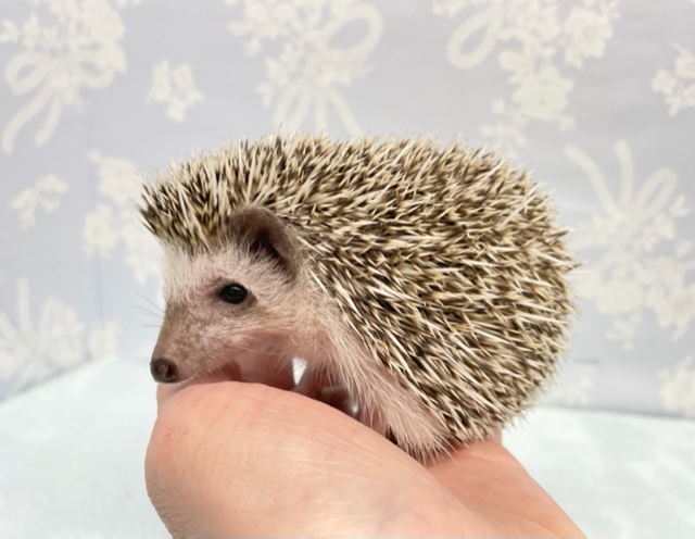 ハリネズミ（ヨツユビハリネズミ）