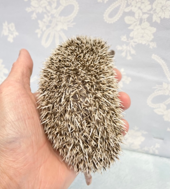 ハリネズミ（ヨツユビハリネズミ）