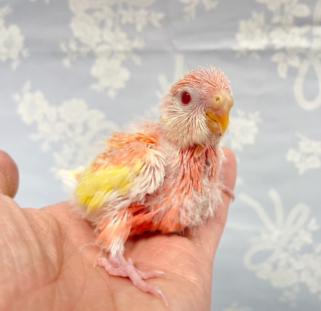 アキクサインコ（秋草インコ）