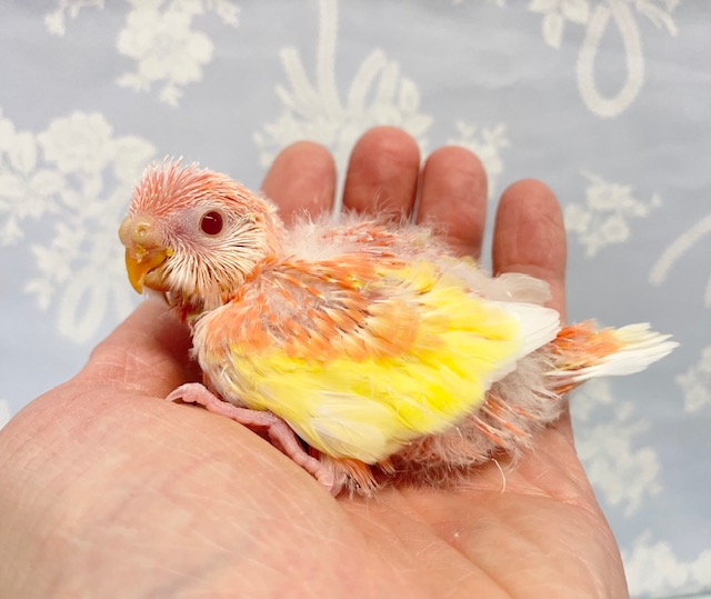 アキクサインコ（秋草インコ）