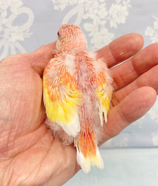 アキクサインコ（秋草インコ）