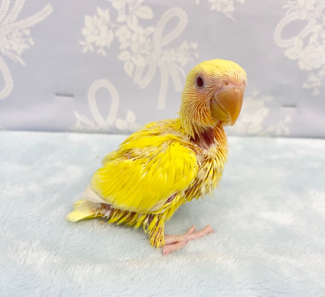 コザクラインコ（小桜インコ）