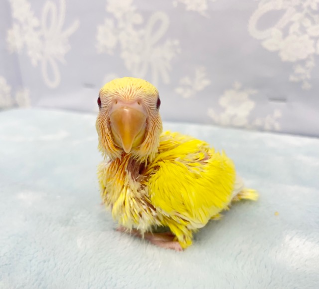 コザクラインコ（小桜インコ）