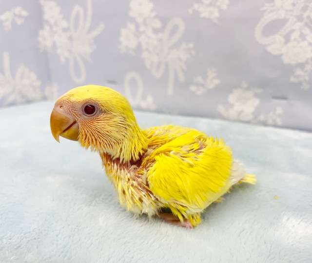 コザクラインコ（小桜インコ）