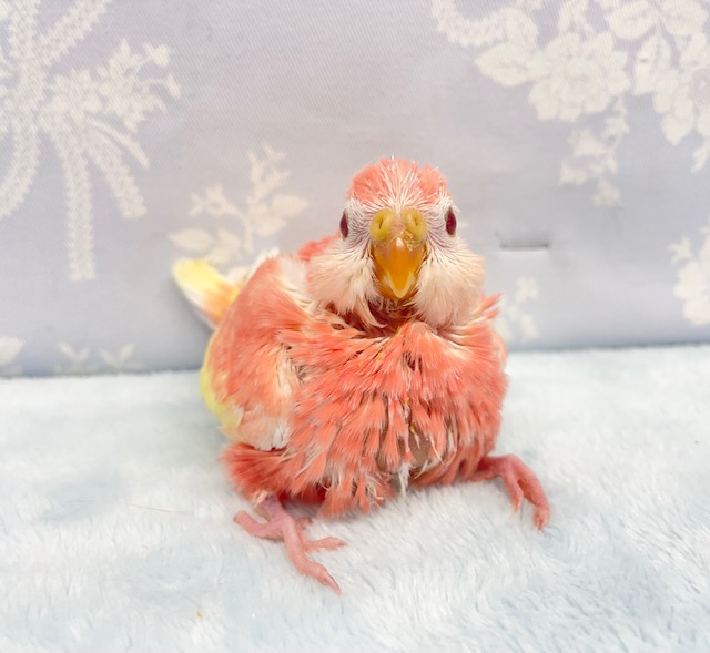 アキクサインコ（秋草インコ）