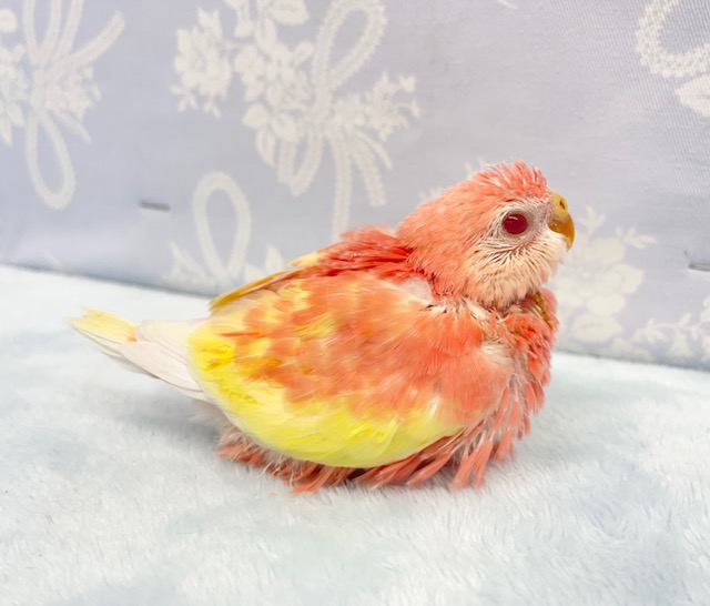 アキクサインコ（秋草インコ）