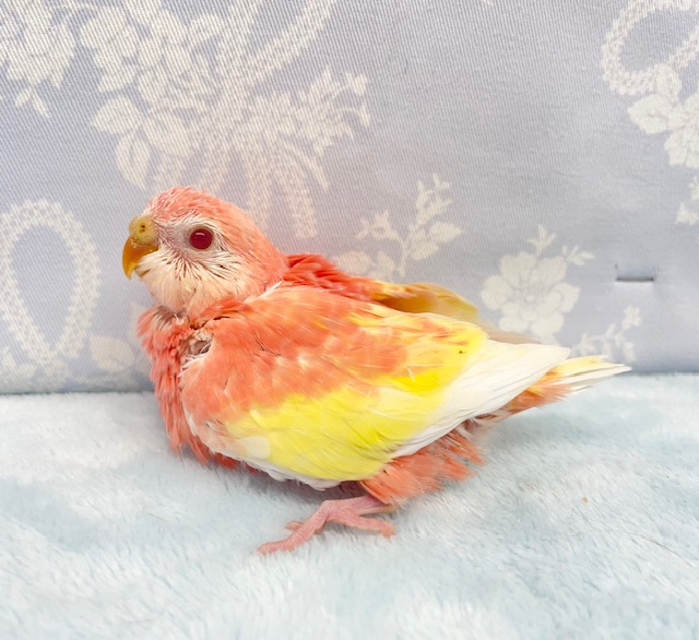 アキクサインコ（秋草インコ）