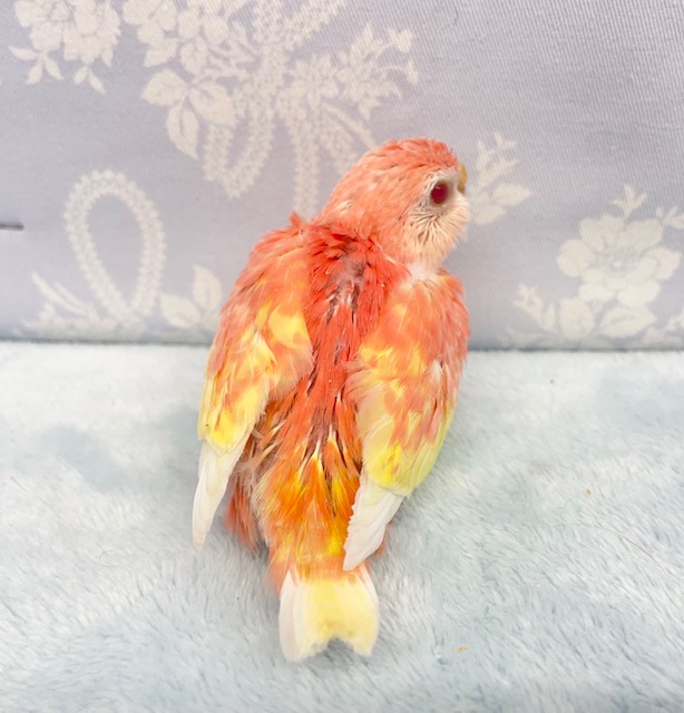 アキクサインコ（秋草インコ）