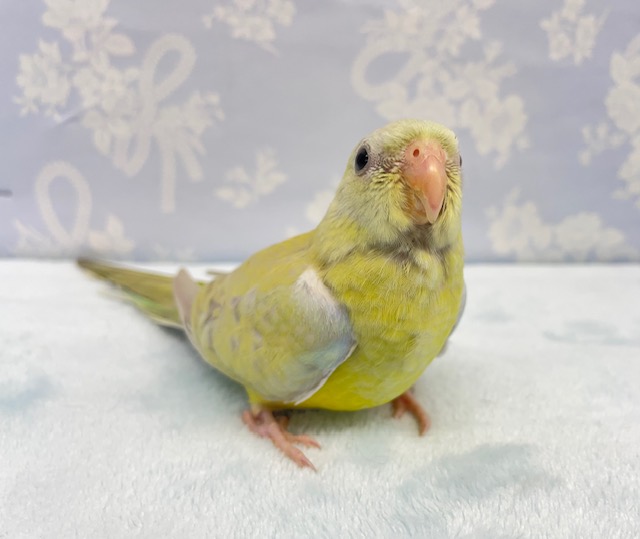 ビセイインコ（美声インコ）