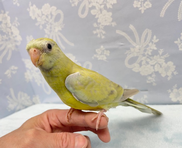 ビセイインコ（美声インコ）