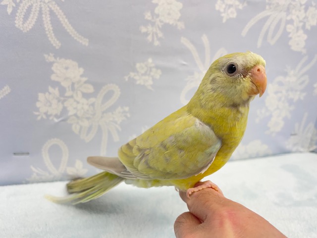 ビセイインコ（美声インコ）