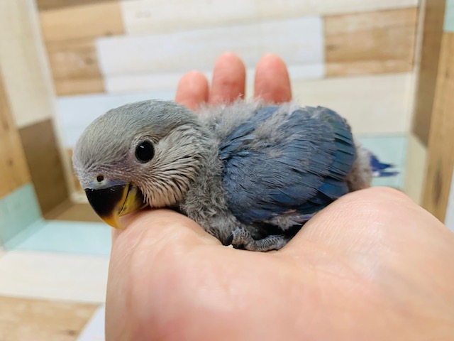 コザクラインコ（小桜インコ）